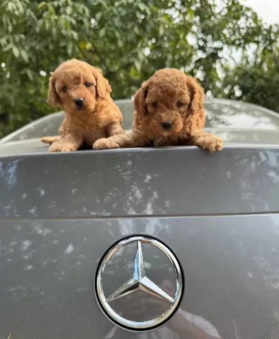 Gerçek Toy Poodle Yavrularımız