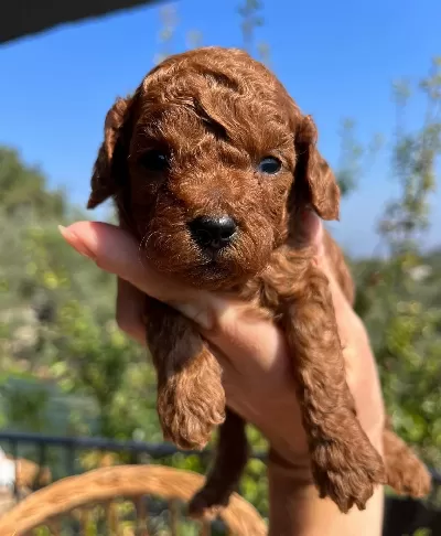 Red Brown Kore Poodle Bebekler
