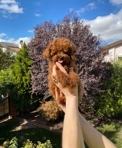 Dark Red Kore Poodle Bebekler