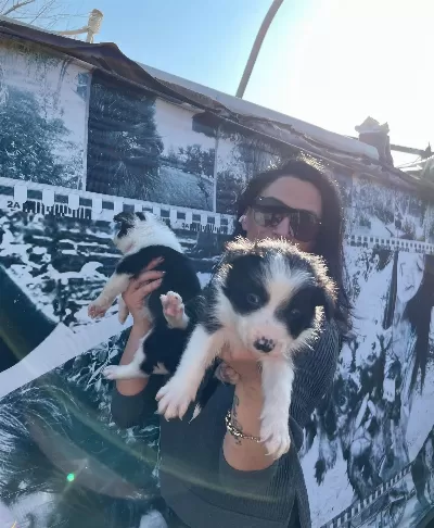 Border Colie Yavrularım Sağlık Ve Irk Garantilidir