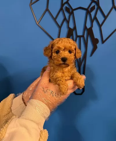 Gerçek Tea Cup Red Poodle bebeğimiz