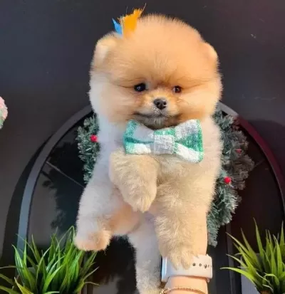 Pomeranian Tedy Bear Yavrumuz