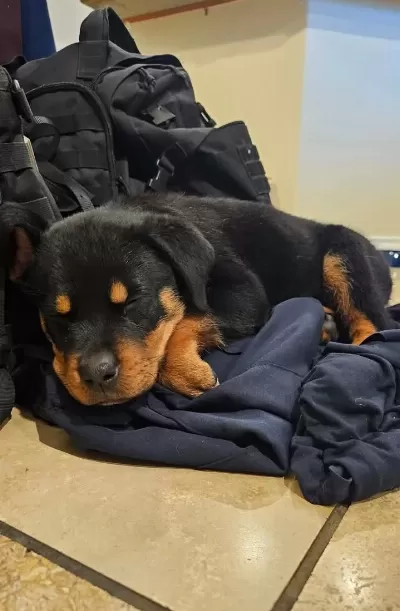 Koca Kafa Rotweiler Yavrular