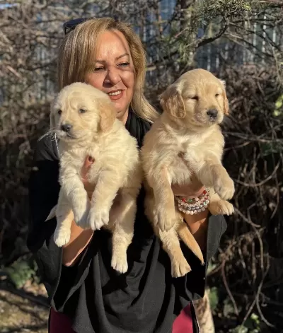 Efsane Bebek yüzlü Golden Retriever Yavrularımız