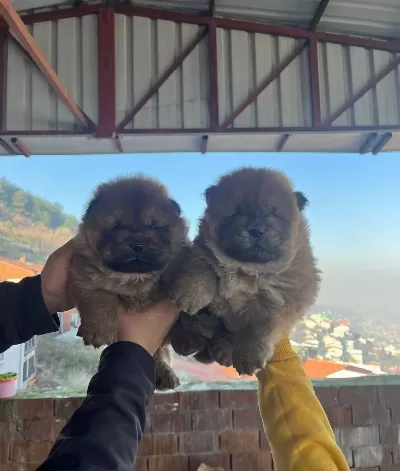 Ust Kalite Chow Chow Yavruları
