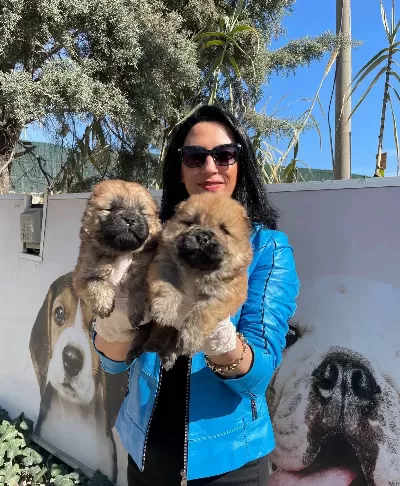 Chow Chow Yavrularım Sağlık Ve Irk Garantilidir