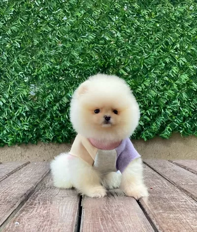 Teddy Bear Yavrularımız Sizi Bekliyor