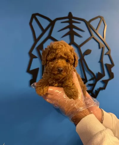Red Browne Toy Poodle Yavrularımız