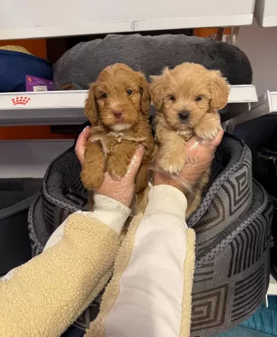 Bebek Yüz Maltipoo Yavrularımız