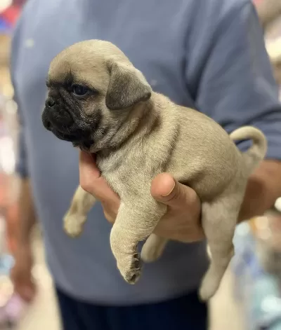 Pug Rıfkı Bebeklerimiz