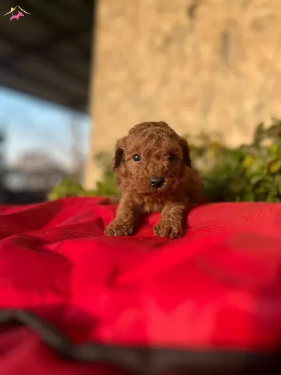 Petibor Tadında Toy Poodle Bebeklerim