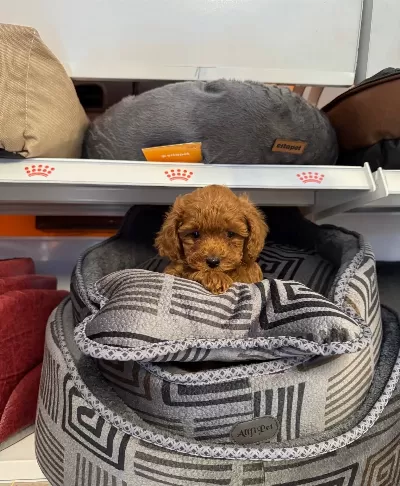 Red Browne Toy Poodle Yavrularımız