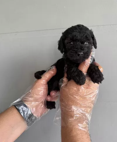 Siyah Inci Toy Poodle Yavrularımız