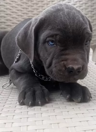 Tank Gibi Evlatlarımız Cane Corso
