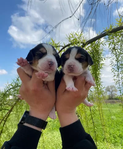 Threecolor Beagle Bebekler