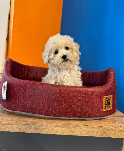 Ruhsatlı Ciftlikten Gerçek Maltipoo Yavruları