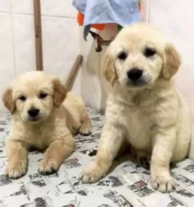 Safkan Kut Burun Baby Face Golden Retriever