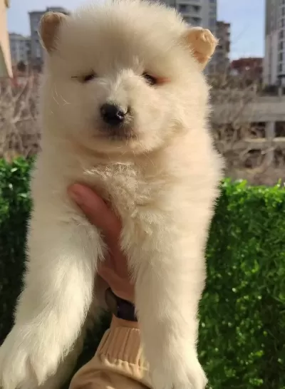 Pamuk Tuylu Samoyed Yavrularımız