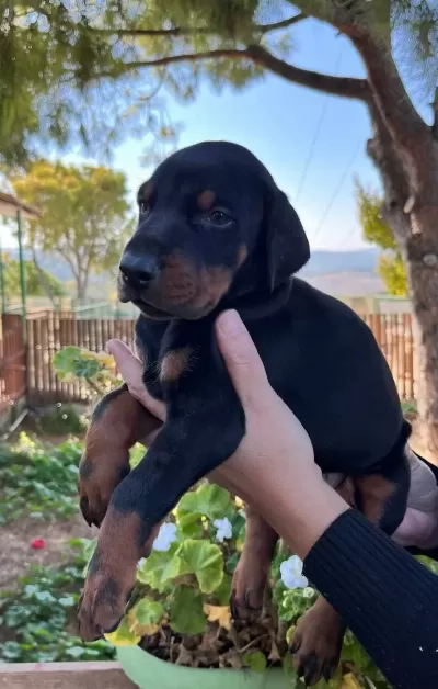 Dunyanın En Asil Doberman Yavrusu