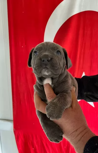 Kalın Burunlu Cane Corso Yavrularımız