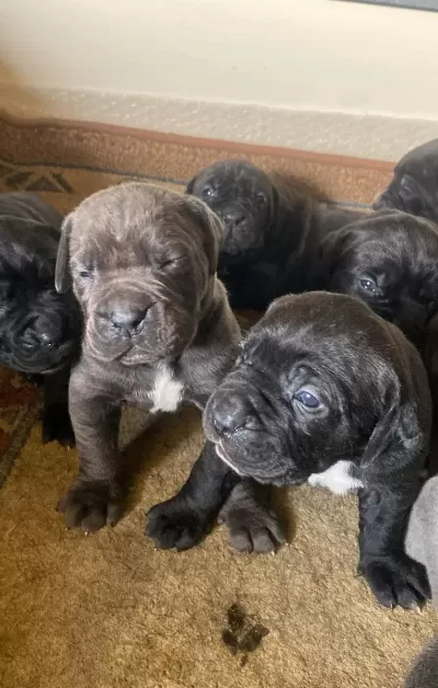 Saglıklı Cane Corso Yavrularımız