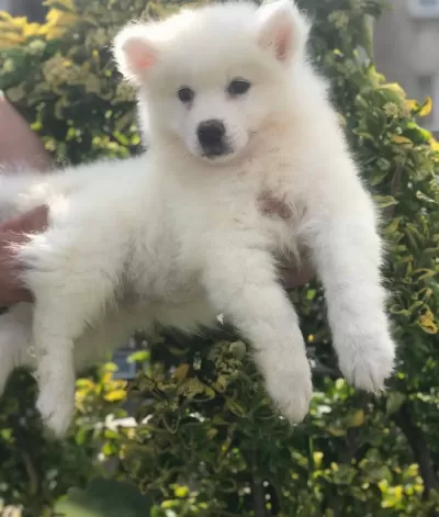 Irk Garantili Samoyed Yavruları