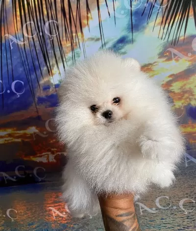 Muhteşem Pomeranian Boo Yavrular