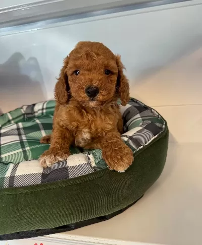 Red Browne Maltipoo Yavrularımız