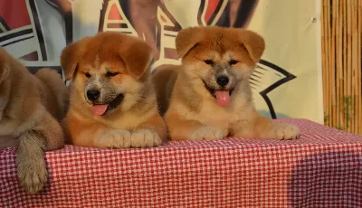 Efsane Japon Akita Inu Yavrular