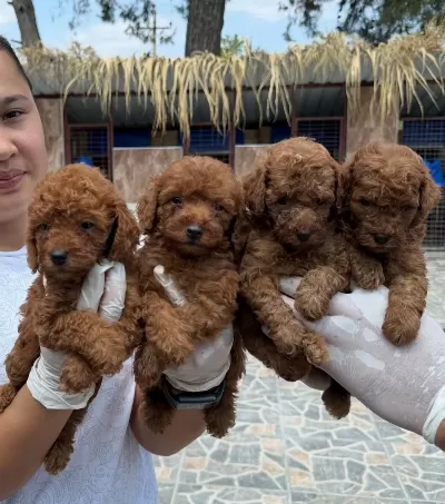 Sevimli Toy Poodle Yavrularımız
