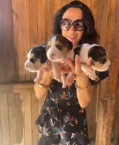 Beagle Yavrularım Sağlık Ve Irk Garantilidir