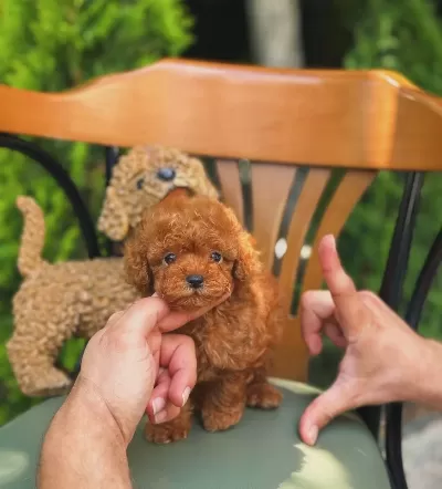 Safkan Irk Garantili Kore Teacup Poodle