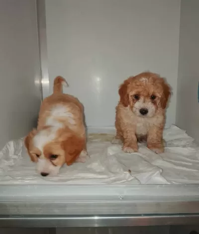 Party Color Maltipoo Bebeklerimiz