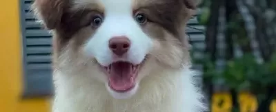 Mukemmel Border Collie Yavrular