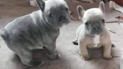 Blue Ve Blue Fawn Bebeklerimiz