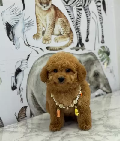 Numara Ev Dogumlu Maltipoo Bebekler