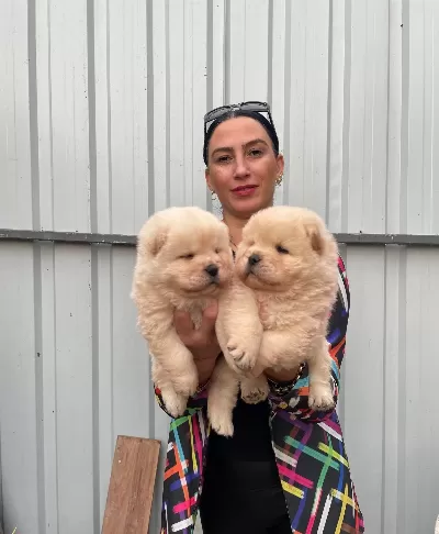 Chow Chow Yavrularım Sağlık Ve Irk Garantilidir