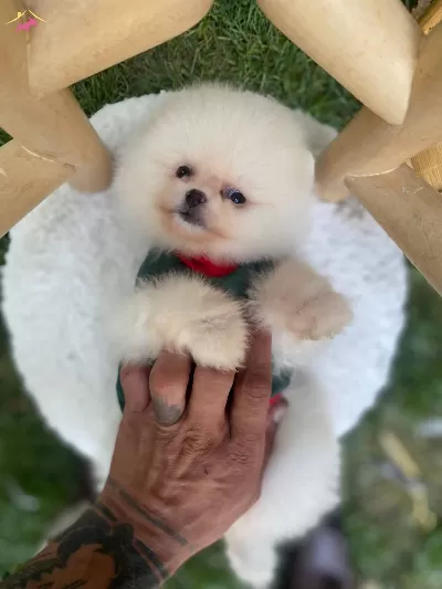 Guzeller Guzeli Ayı Surat Pomeranian Boo