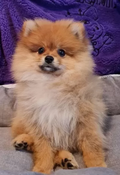 Secereli Teacup Tedybear Pomeranian