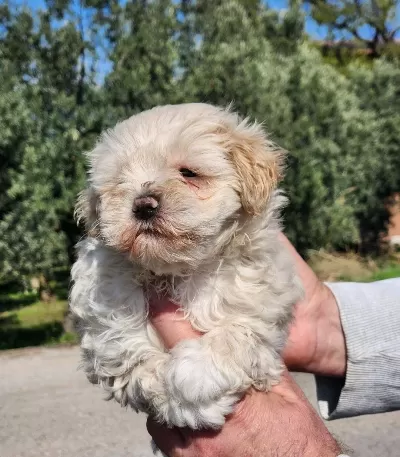 Bebek Yüz Mini Boy Maltipoo Bebekler