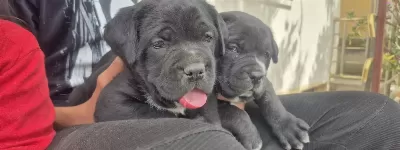 A Kalite Cane Corso Yavrular