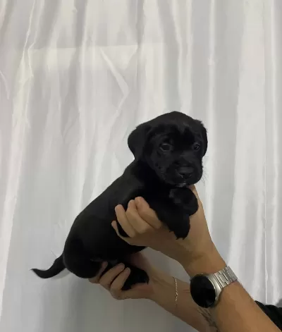 Sağlık Ve Irk Garantili Cane Corso Yavrumuz
