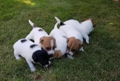 Ucan Kopek Zeka Kupu Jack Russel Maylo