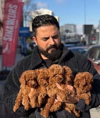 Ankarada Tek Pet Danısmanlıgından Toy Bebekler
