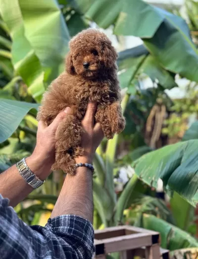 Red Toy Poodle 2 Aylık Erkek Asılı