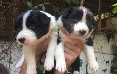 Safkan Border Collie Yavrularım