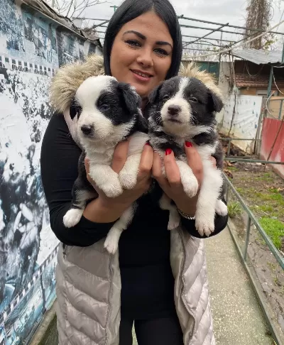 Safkan Border Collie Yavrularım