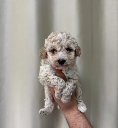 Kahve Tonlu Maltipoo Cinsi Yavrular
