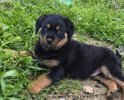 Teslime Hazır Asılı Erkek Rottwailer Yavru