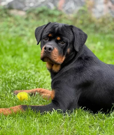 Ust Kalite Kan Hattı Secereli Rottweiler